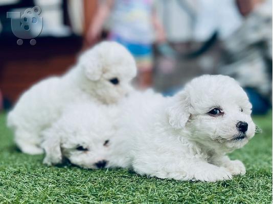 Όμορφα γεμάτα γενεαλογικά κουτάβια kc reg bichon frize,